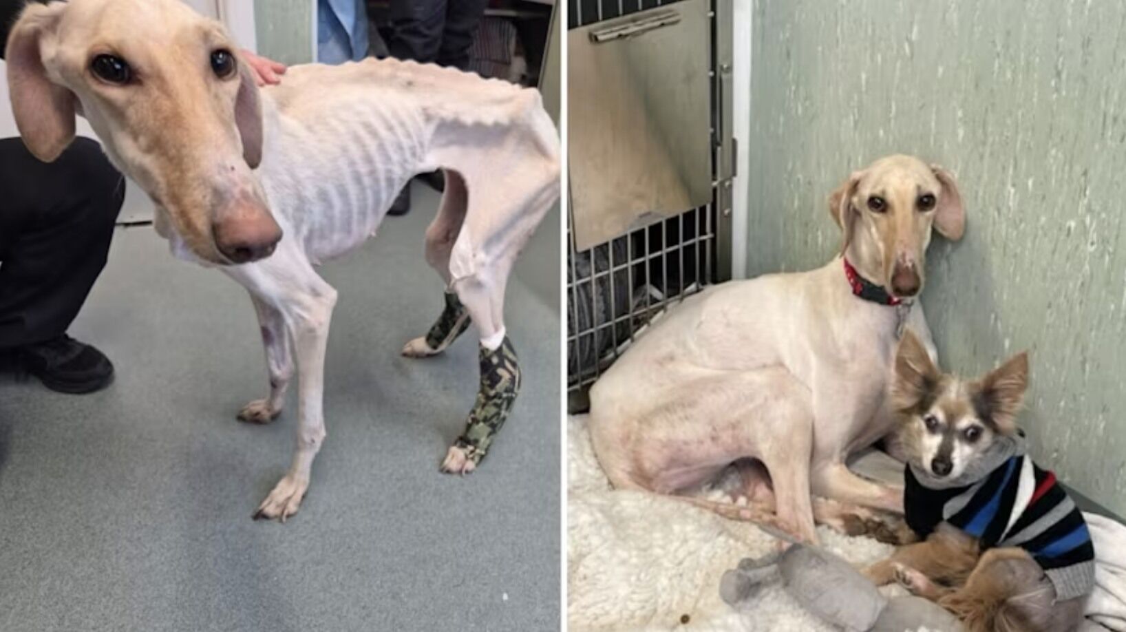 Dog named ‘thinnest RSPCA has ever seen’ is almost ready for re-homing after recovery