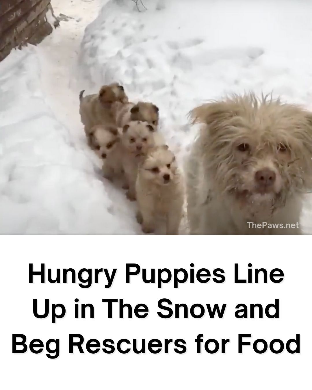 Hungry Puppies Gather in the Snow, Pleading with Rescuers for Food