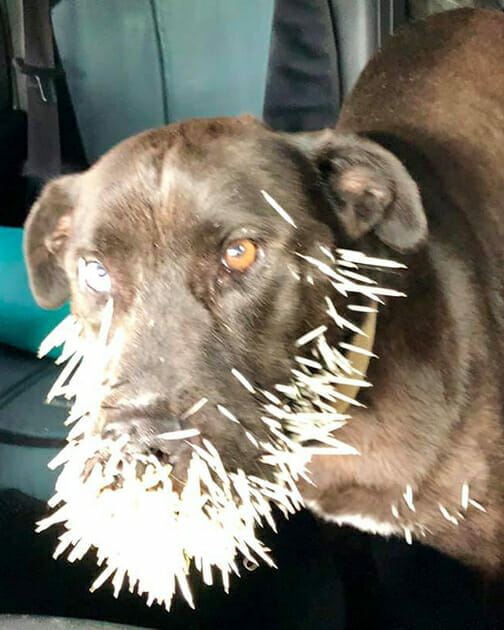 Desperate dog is starving and in pain – makes eye contact with woman who realizes the emergency