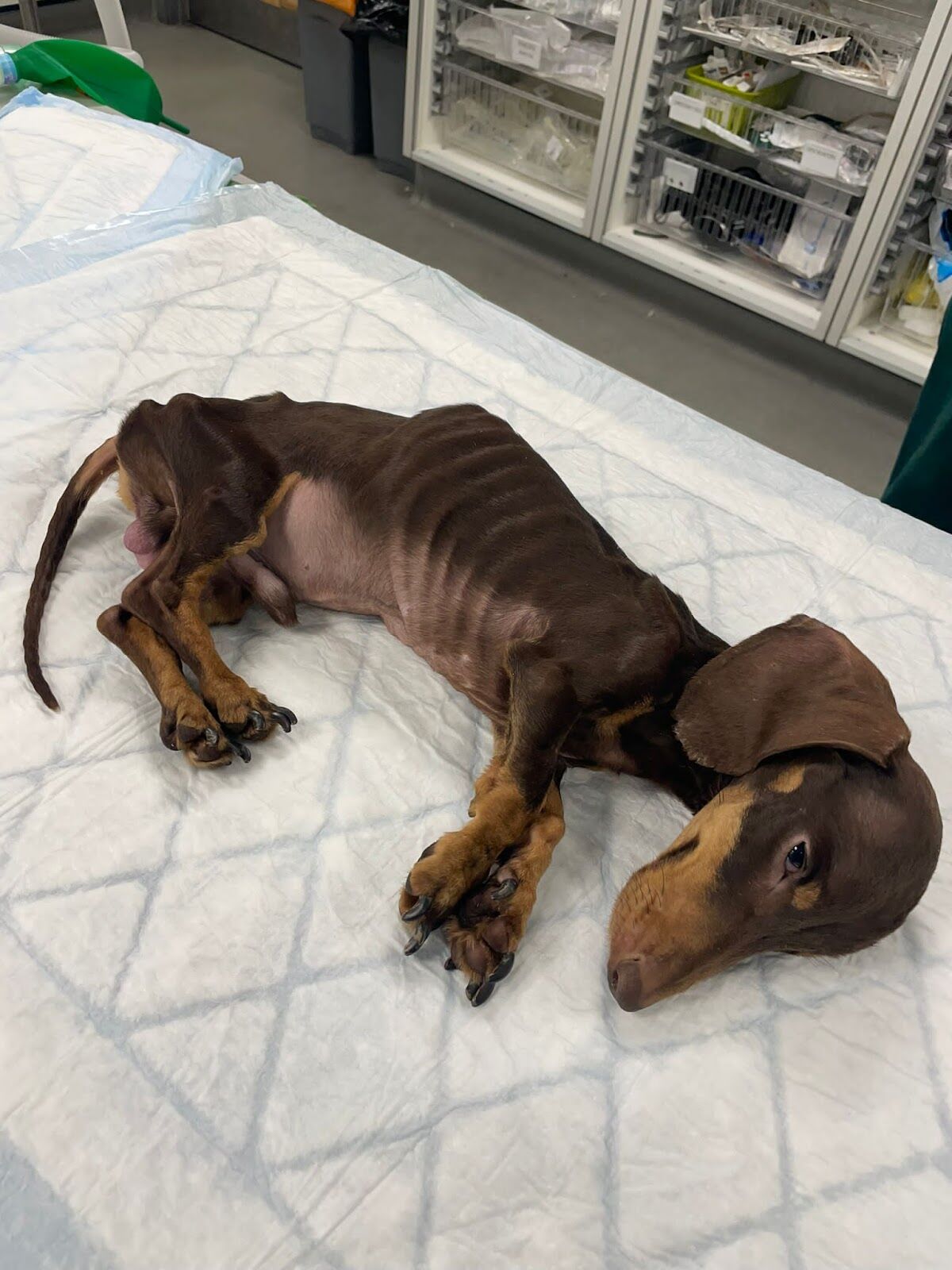 Lowestoft pair banned from keeping animals for 10 years after ‘heartbreaking’ dachshund’s death