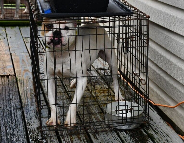 Moldy water, cramped crates: 30 dogs found on Florida property living in poor conditions
