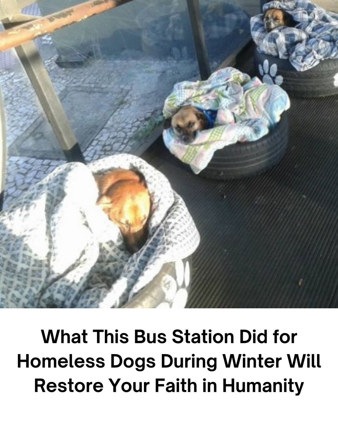 What This Bus Station Did for Homeless Dogs During Winter Will Restore Your Faith in Humanity