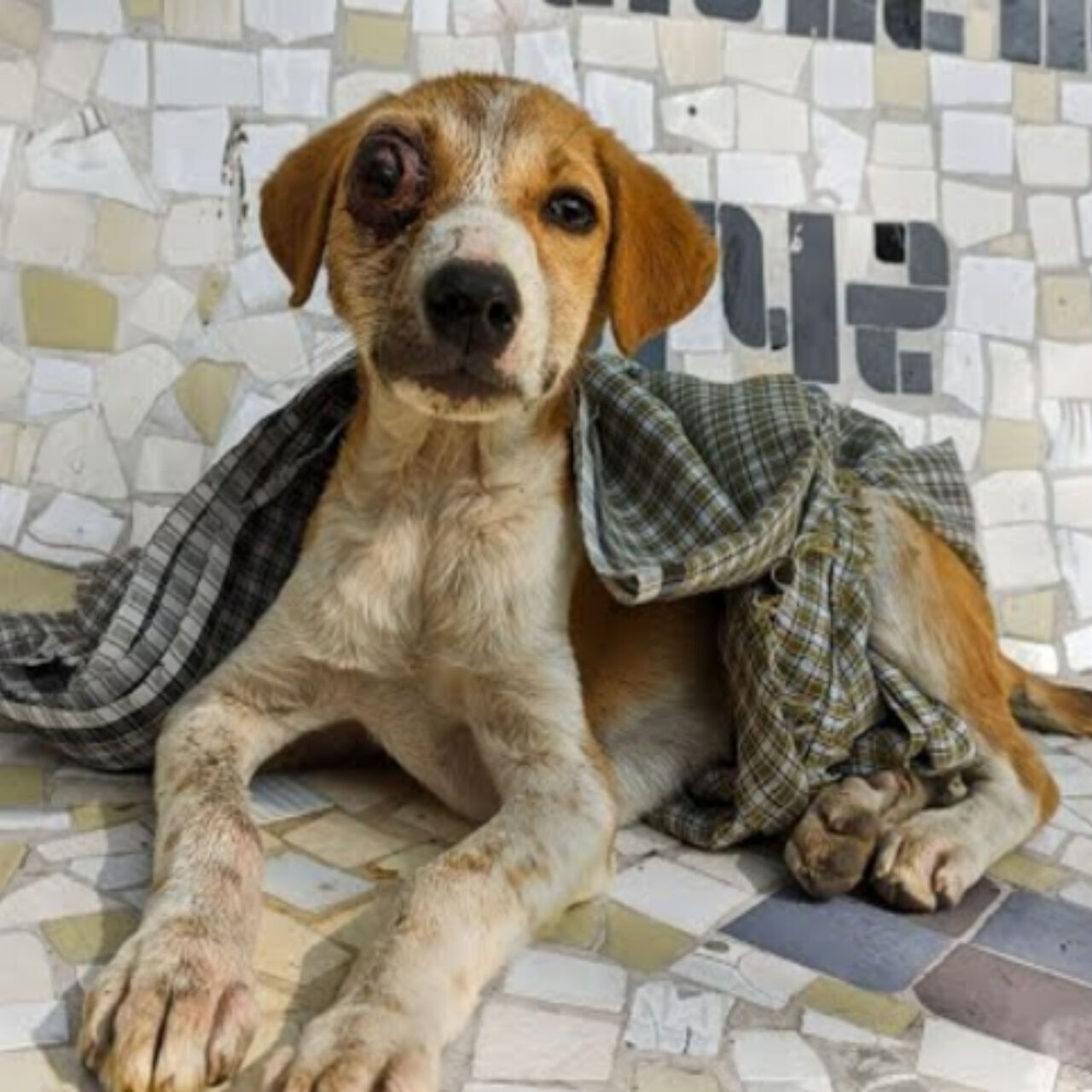 One-Eyed Wonder: Puppy Thrives After Tragic Accident