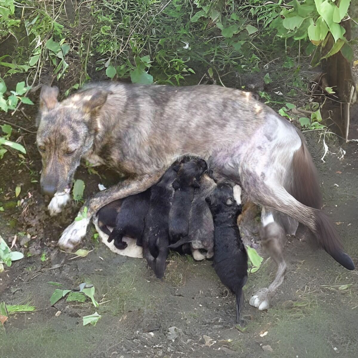 She Begged Passersby To Help Her Puppies, She Still Breastfed Despite The Gangrene