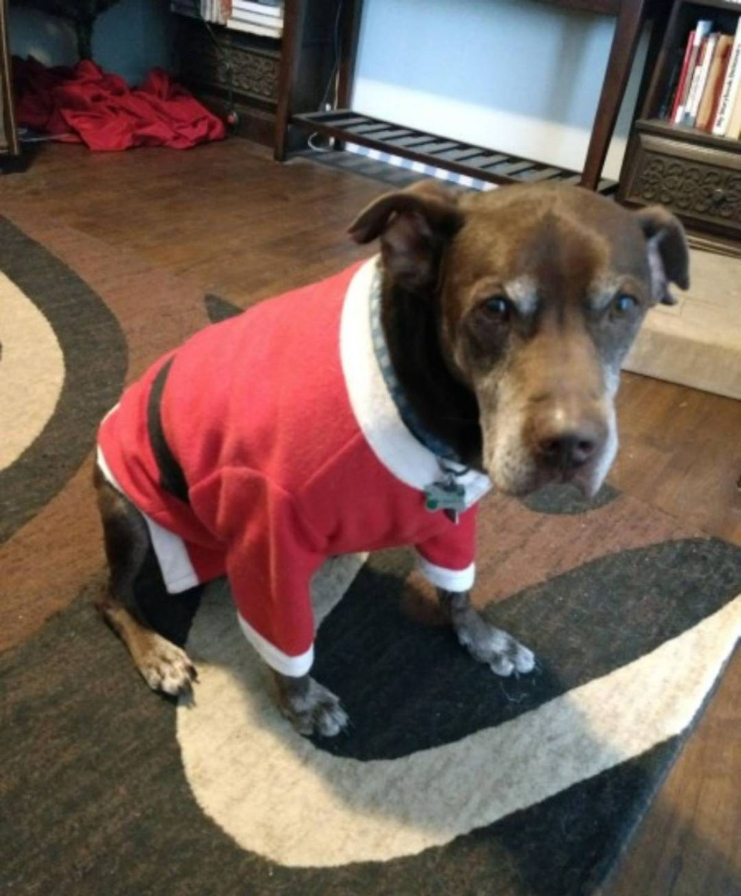 Dog Waits for Forever Home for Three Years, So Foster Family Decides to Officially Adopt Him