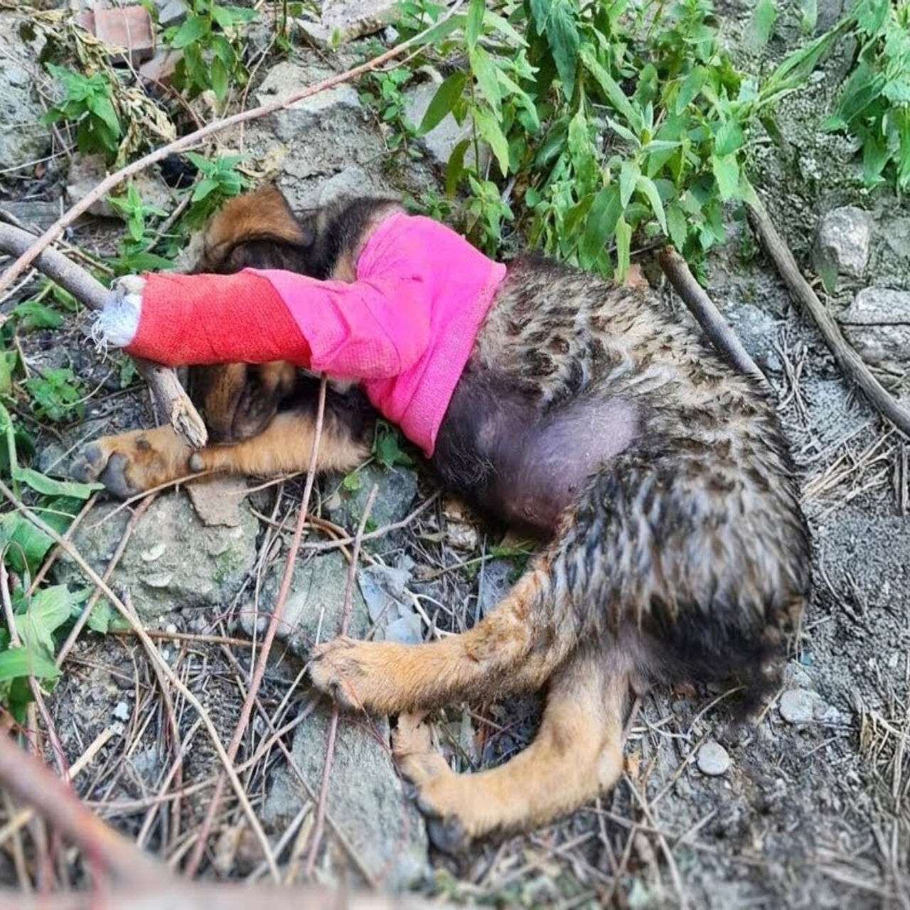 Abandoned in the Woods: The Puppy Who Cried for Help and Found Love