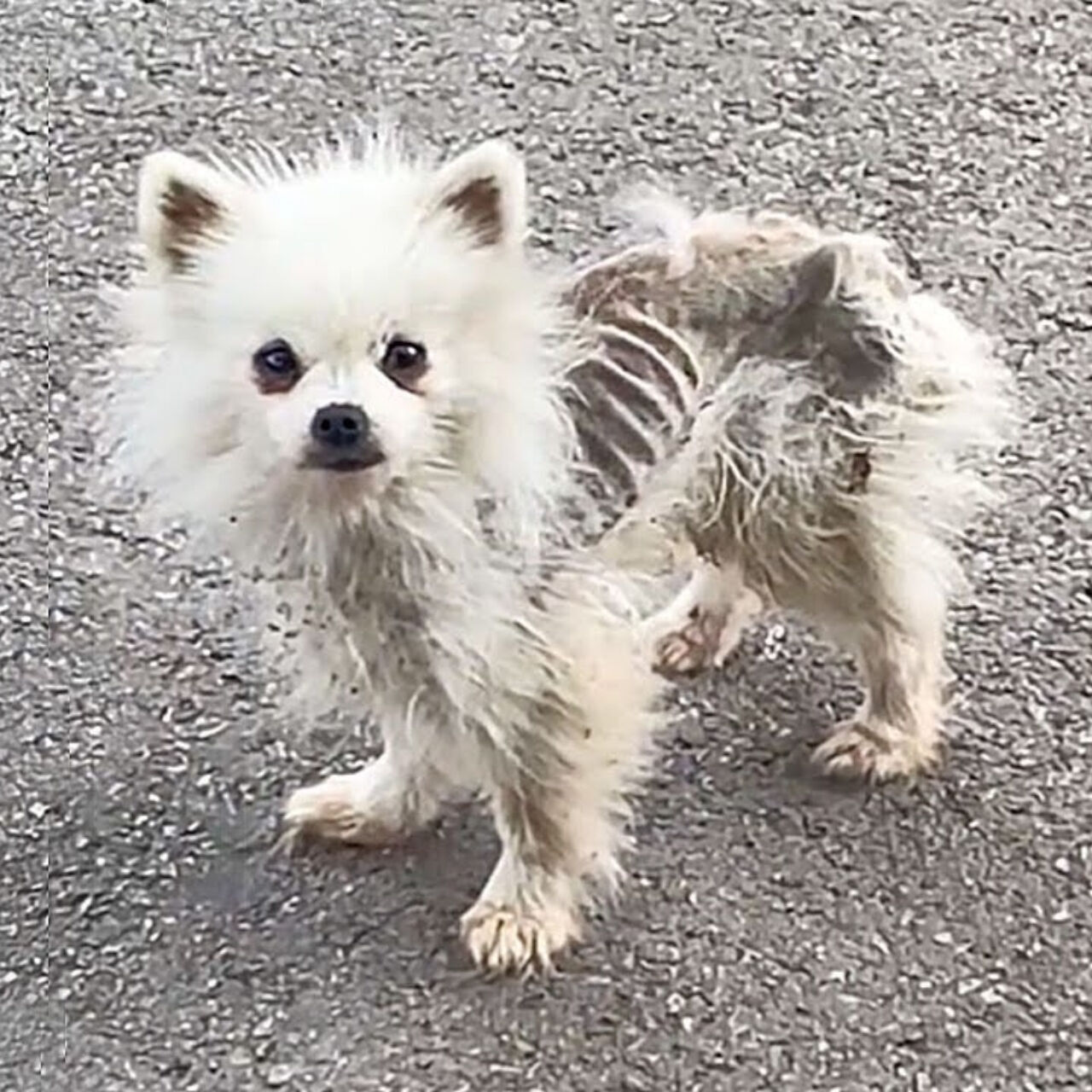 From Stray to Safe: The Heartwarming Rescue of a Starving Dog