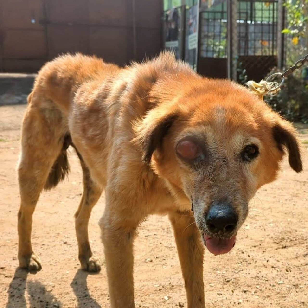 One-Eyed Survivor: Dog Finds Love After Roadside Trauma