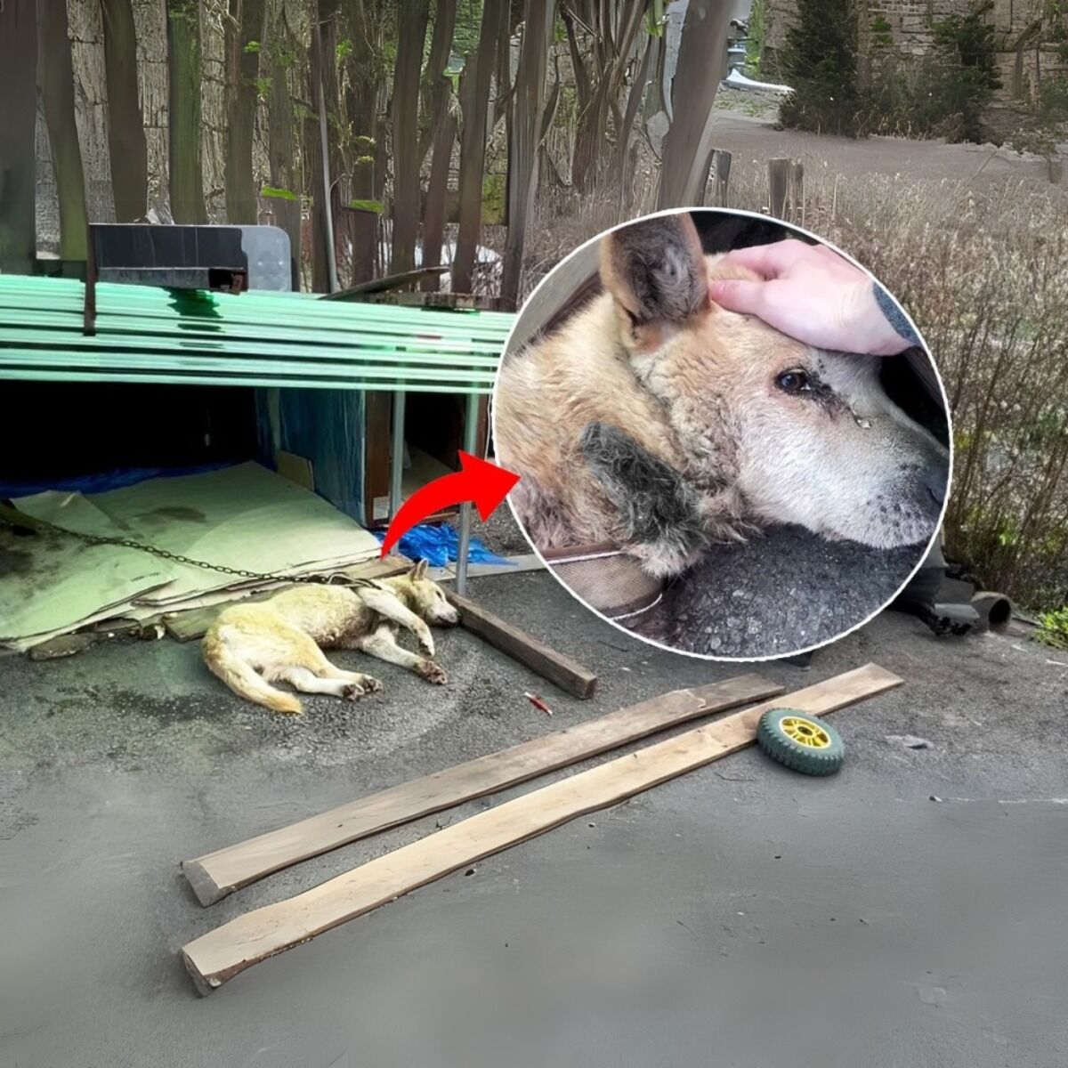 After 11 years of being chained, the dog thought he would be free, but suffering came