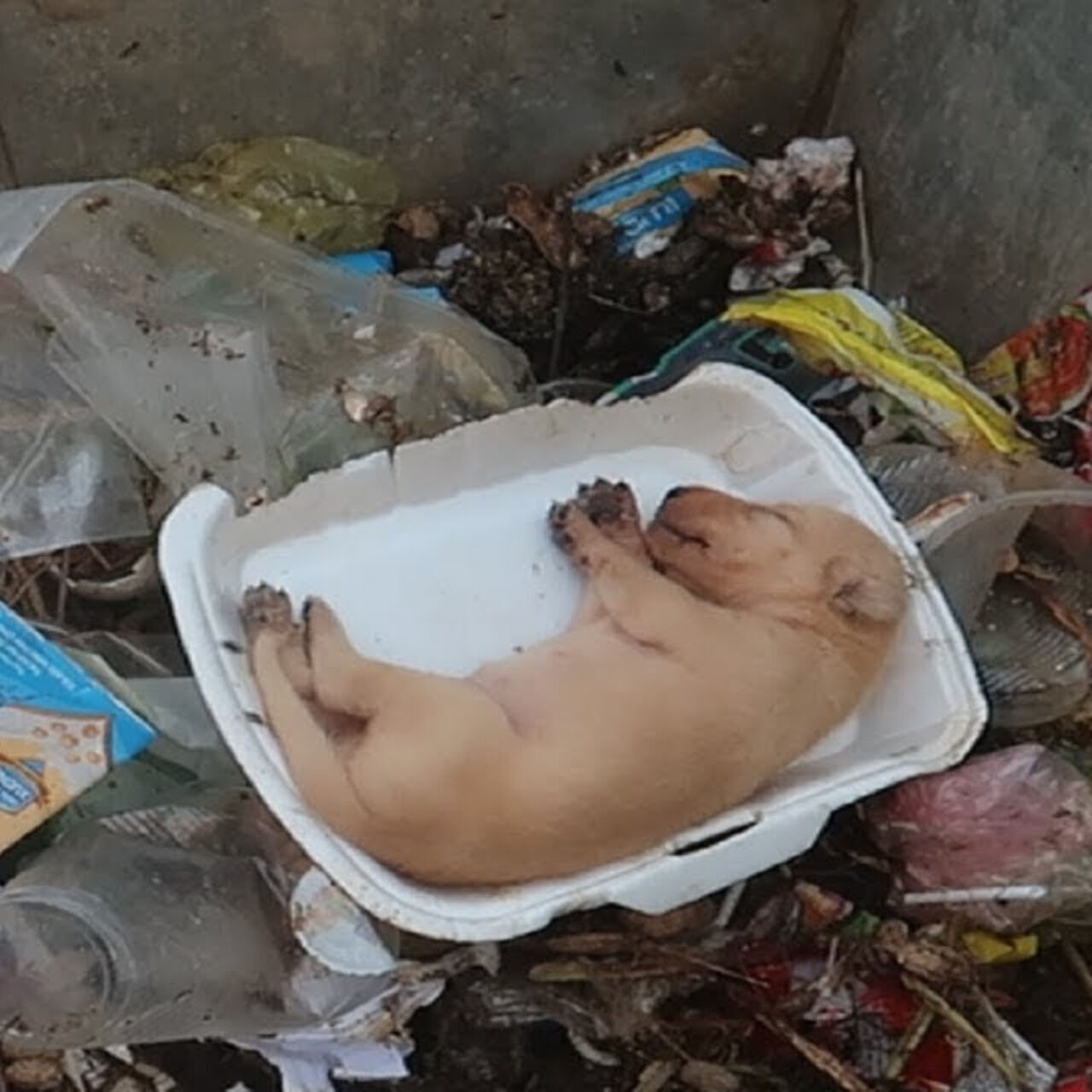 Starving Puppy Collapses from Exhaustion—Then a Stranger Changes Everything
