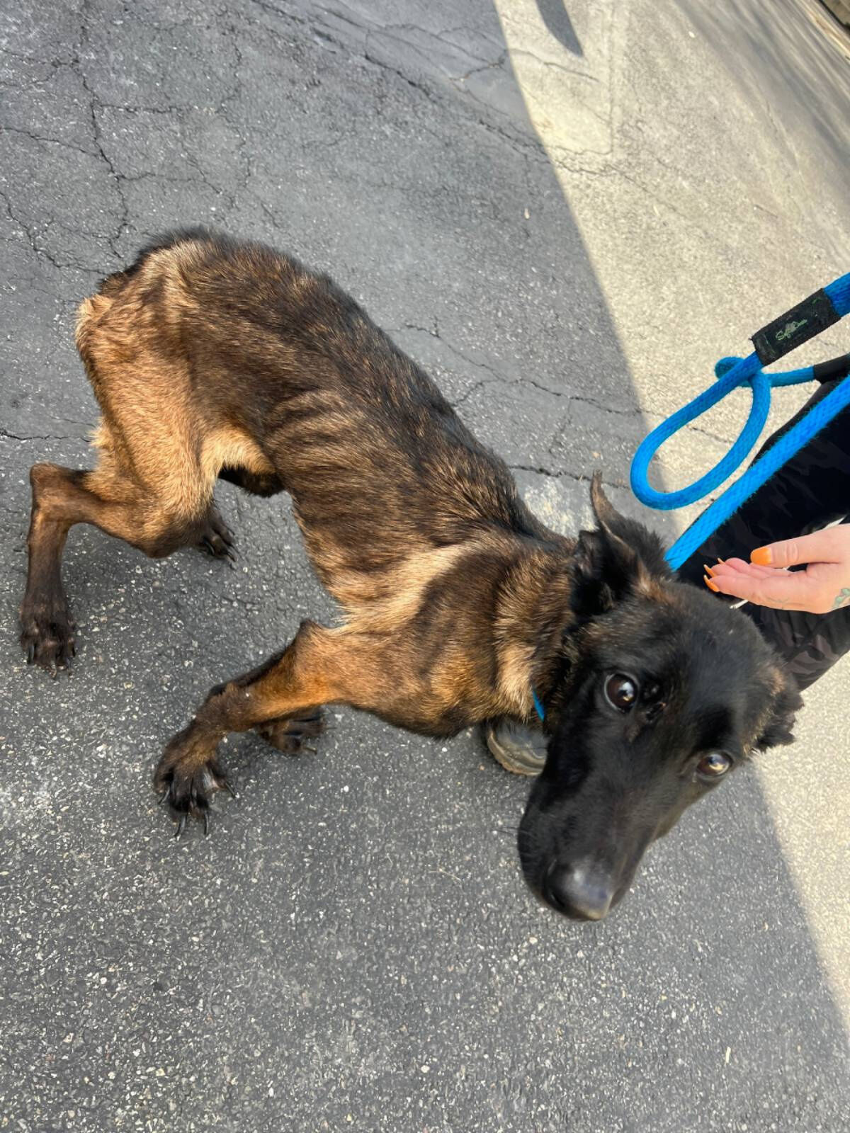 Emaciated Dog Contracts Pneumonia Soon After His Rescue, Powers Through Thanks to His ‘Angels’