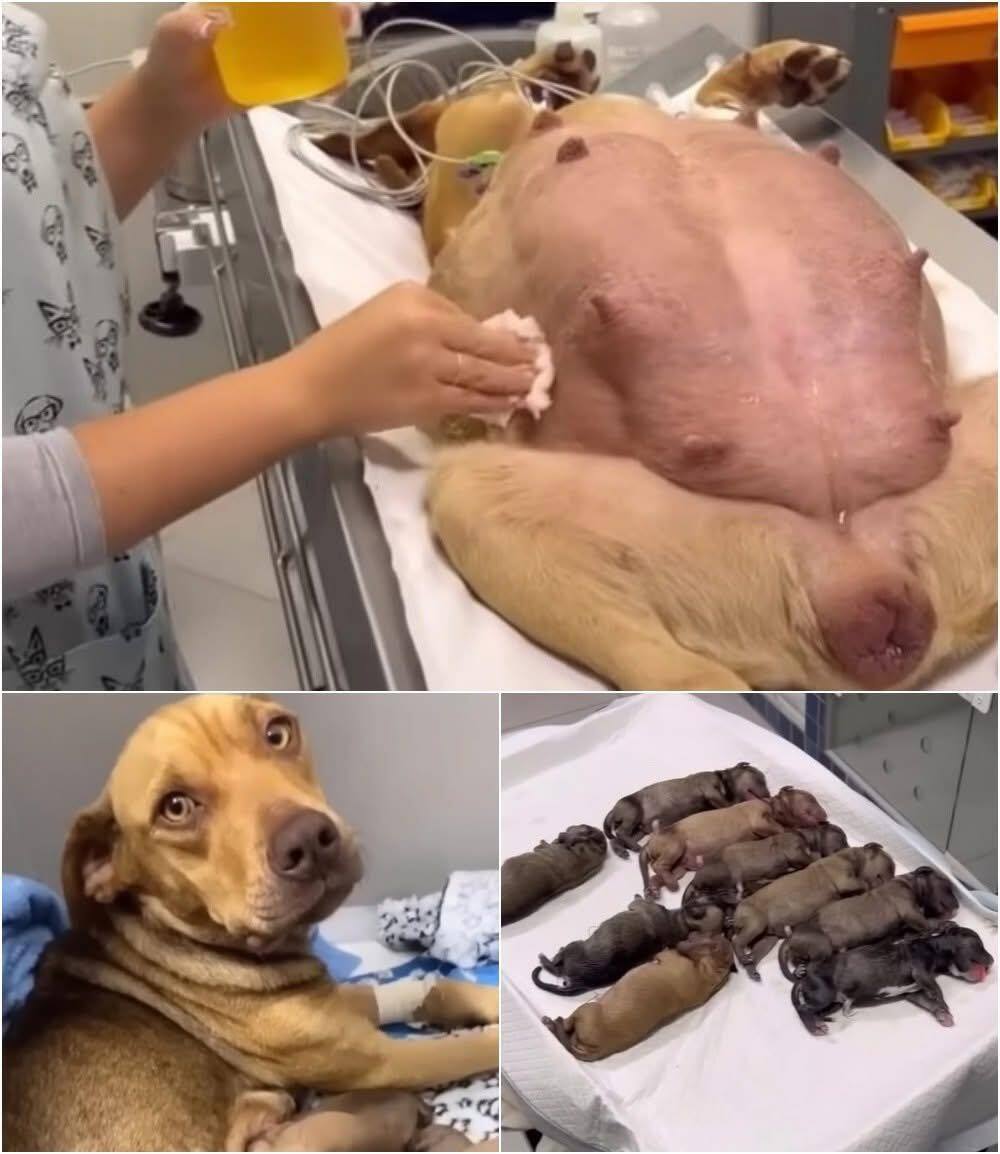 A Pregnant Dog’s Miraculous Journey: How She Found Help at My Gate After 63 Days