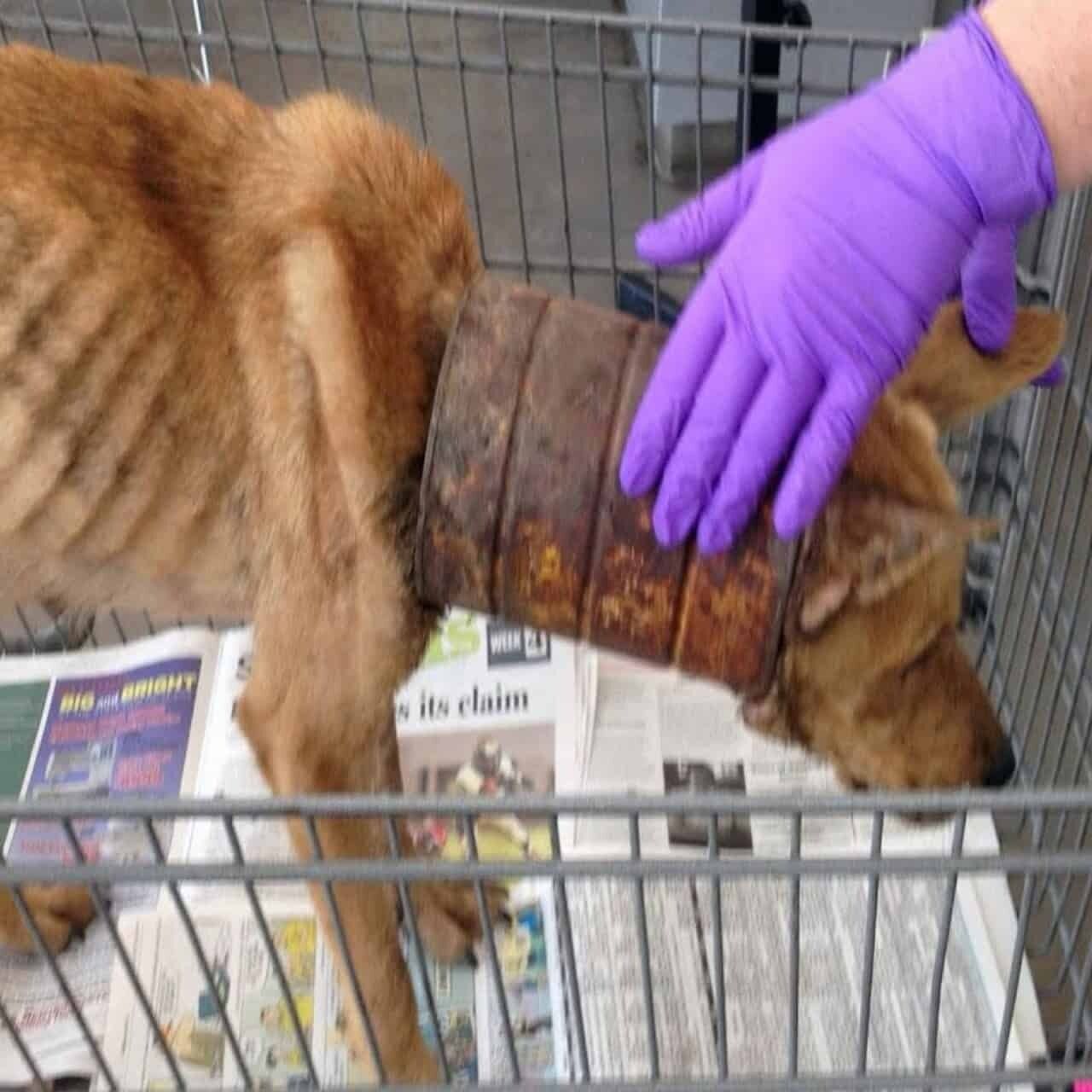 Olivia’s Remarkable Journey: From Trapped in Pain to Triumph