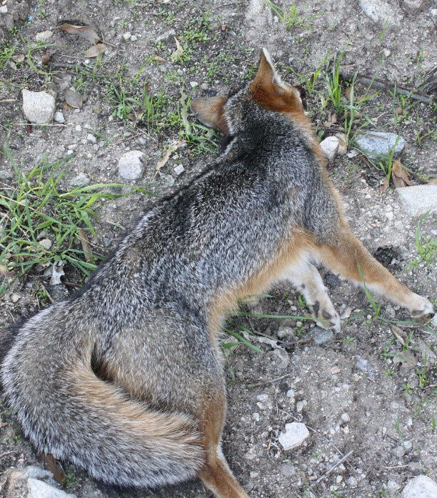 Poor “Buddy” the Fox Pup