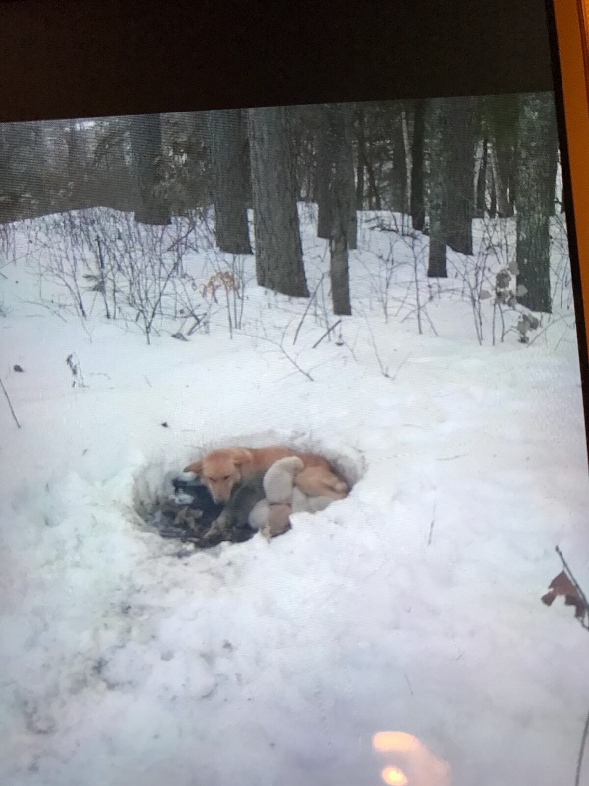 With Nowhere Else To Go, Mother Dog Burrows Into Snowdrift And Wraps Her Body Around Her Puppies