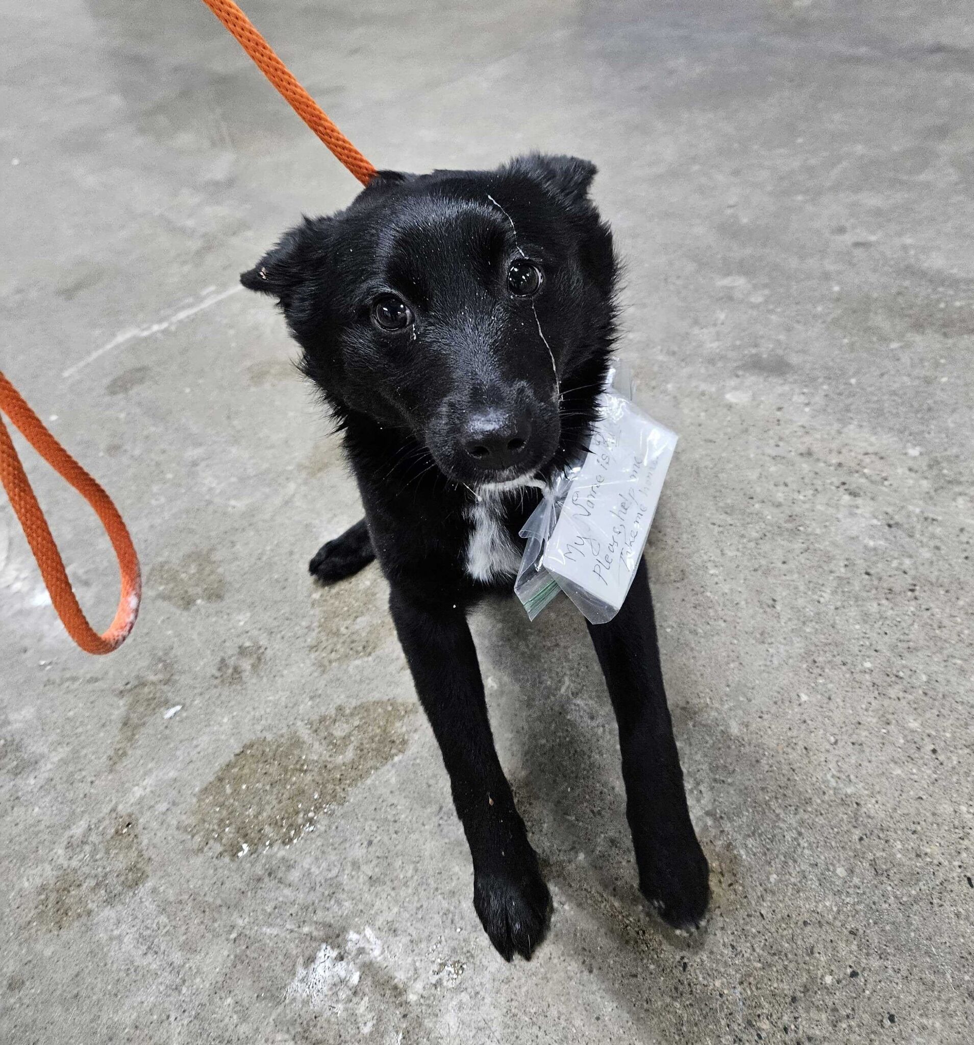 Dog Found Abandoned in a Parking Lot with a Heartbreaking Note Tied to Her Collar