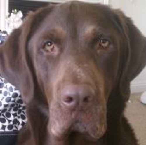 The Waffle House Dog