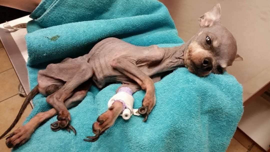 ELDERLY AND ANIMAL AWARENESS ALERT!