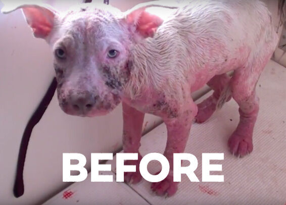 Sick Pup Spent Her Life On The Streets, But Now She’s Showing Her Rescuers Just How Sweet She Is