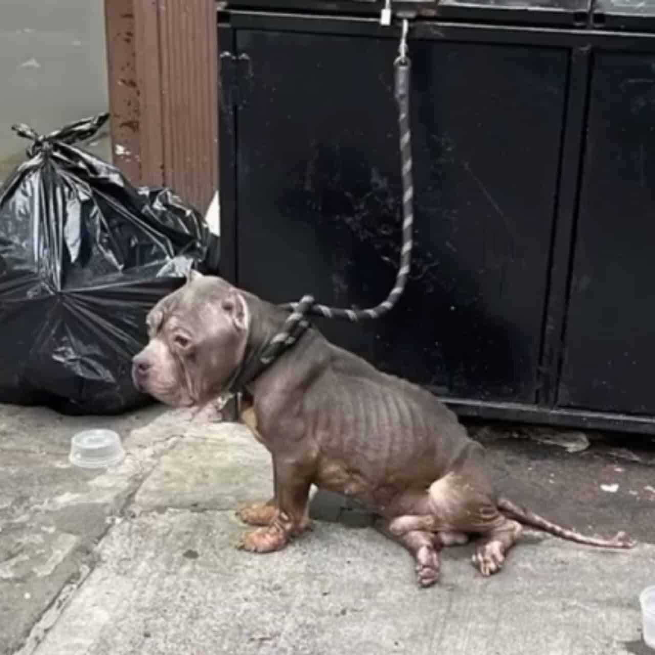 From Cruelty to Compassion: Weber’s Inspiring Journey