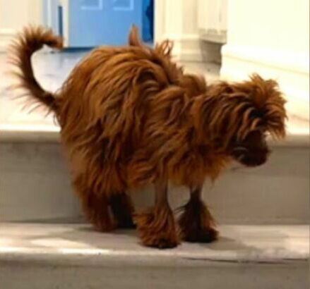 California Rescuers Find Shocking Furry Surprise In A Box And Immediately Rush To Help