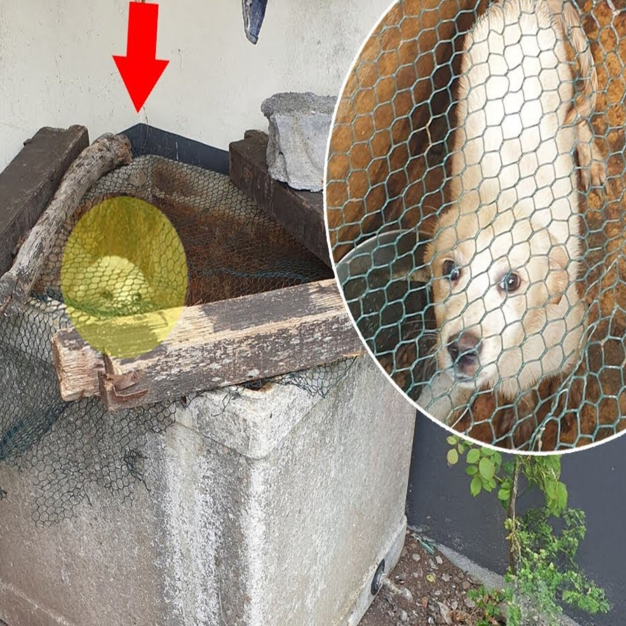 Chained in Filth: Rescue Brings Hope After Years of Neglect