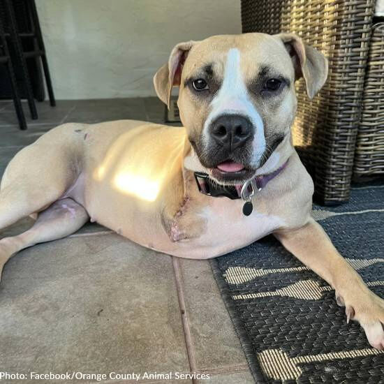 Shelter Dog Overlooked Because She Is Missing A Front Leg