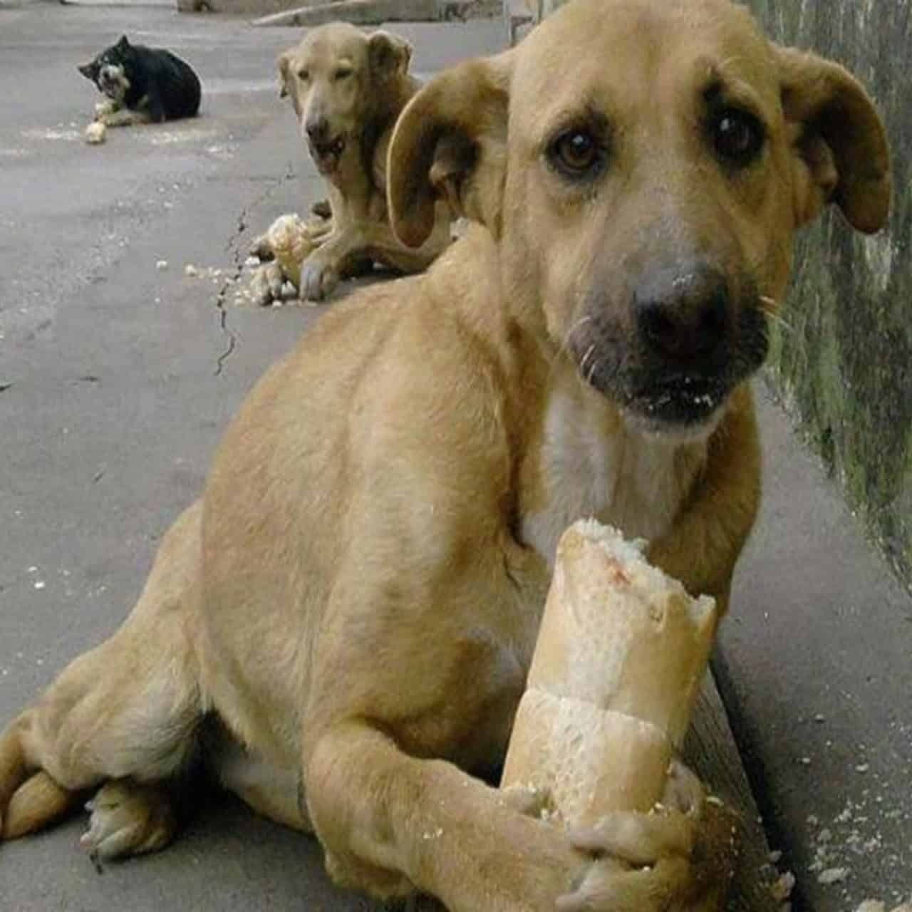 A Tearful Birthday: Two Homeless Dogs Share Bread and Unbreakable Friendship