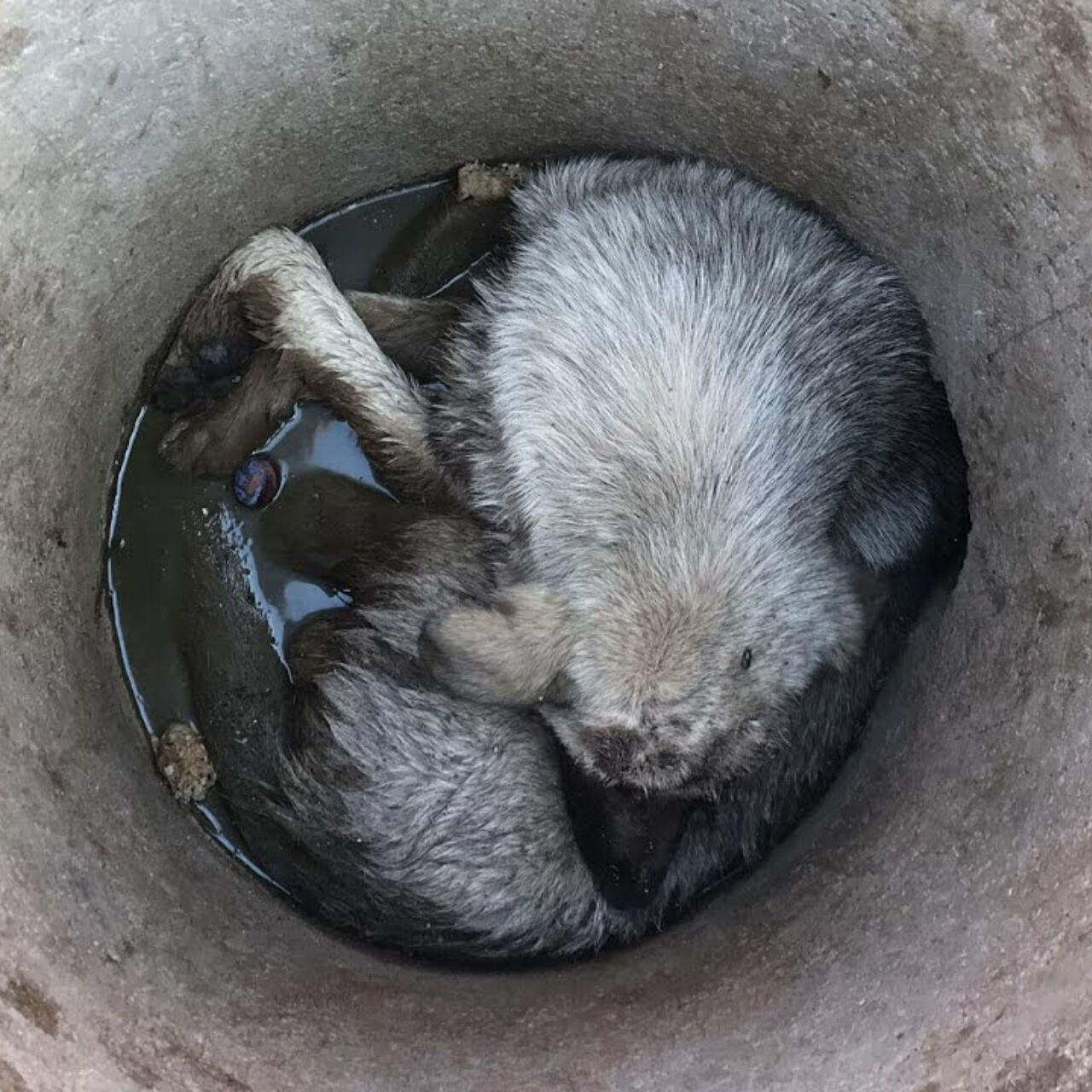 Five Days of Agony: Trapped and Ignored, Ollie’s Cry for Help Was Finally Answered