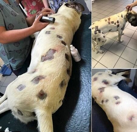 She Believed The Dog Had Numerous Bites, But The Doctor Examined It More Closely And Called The Police