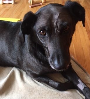 Marley’s Fight for Her Life