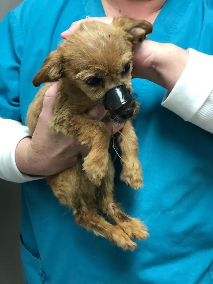 Puppy Thrown Off A Bridge With Electrical Tape Over His Mouth