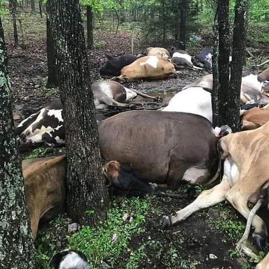 Farmers finds his pasture empty, then stumbles upon all 32 of his cows dead in a pile