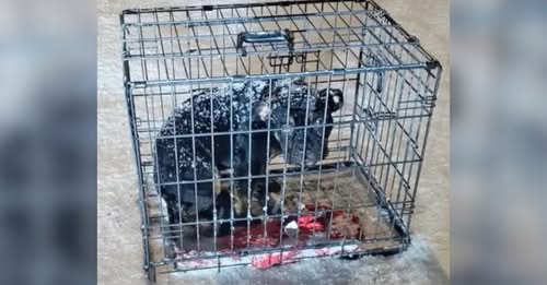 Kansas Rescuer Was Devastated After Finding A Pup Who Was Left In A Cage During A Snowstorm