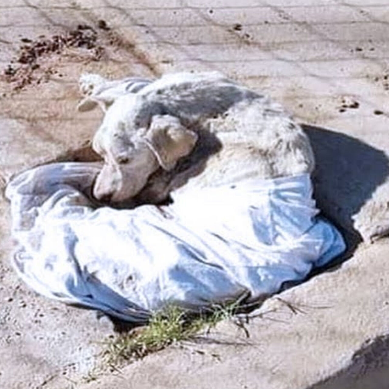 Ignored for Days, He Cried When Help Finally Came