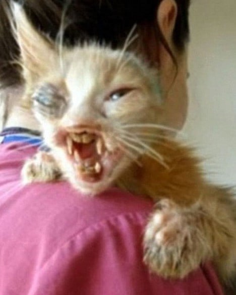 7-year-old girl saved kitten that adults were too terrified to even look at