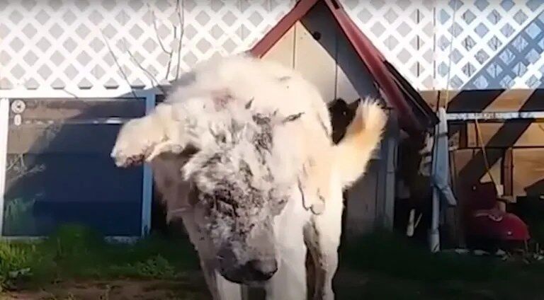 A Sweet Dog Abandoned And Left In His Doghouse Finds A New Family