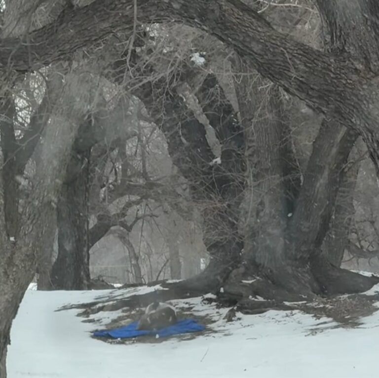 Pup From Kansas Was Lying On A Small Blanket And Freezing, But Then Something Amazing Happened