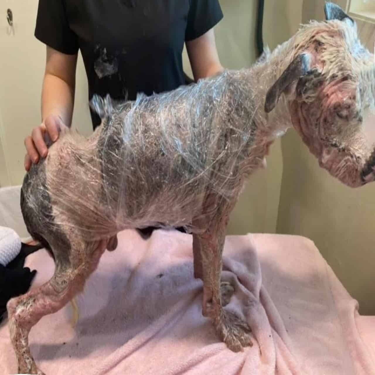 Abandoned, injured, & alone: The heartbreaking rescue of Sinclair