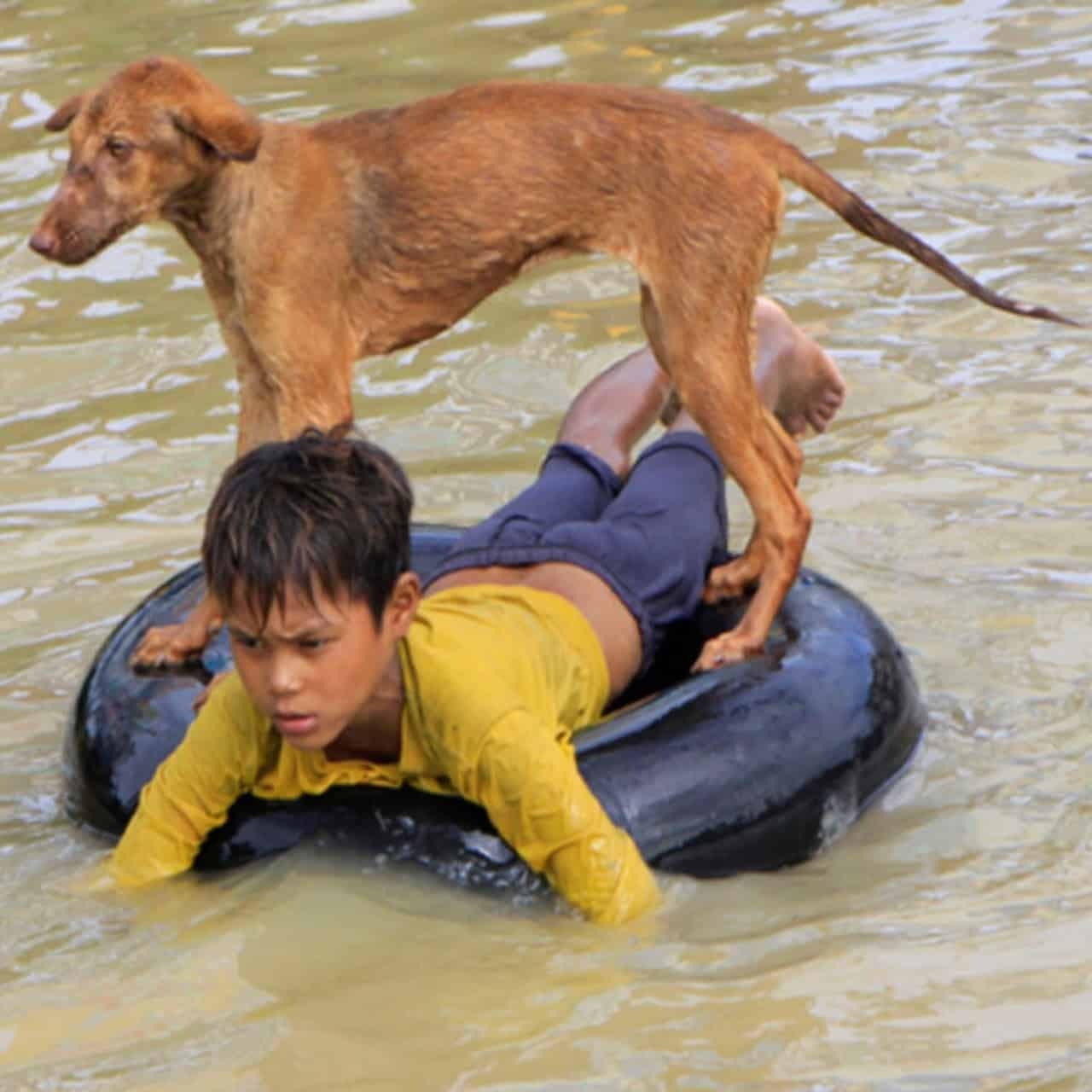7-Year-Old Boy’s Heroic Act of Compassion Saves an Abandoned Dog