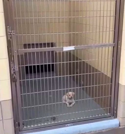 Puppy Brought To California Shelter Confused After Rescuers Place Him In A Kennel