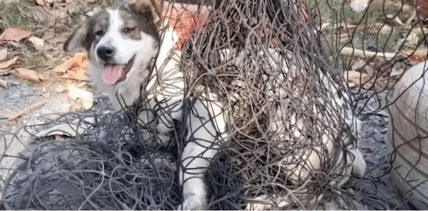 A Giant Net Had This Dog Trapped, but a Monk’s Compassion Set Him Free