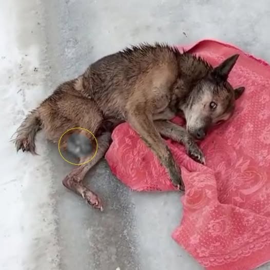 Abandoned and Shivering, an Old Three-Legged Dog Finds Hope Again