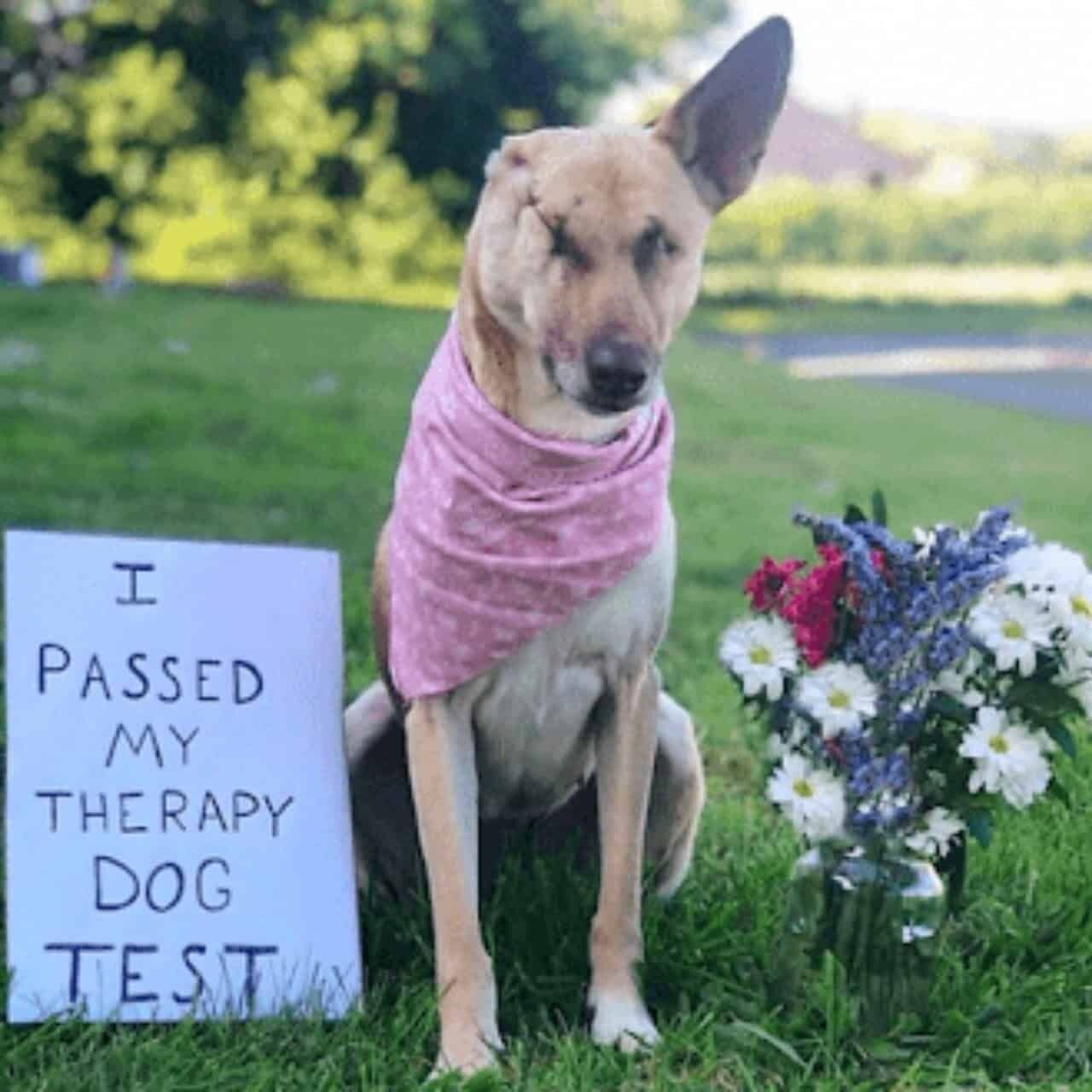 Maggie’s Journey: From Tragedy to Therapy Dog Spreading Love