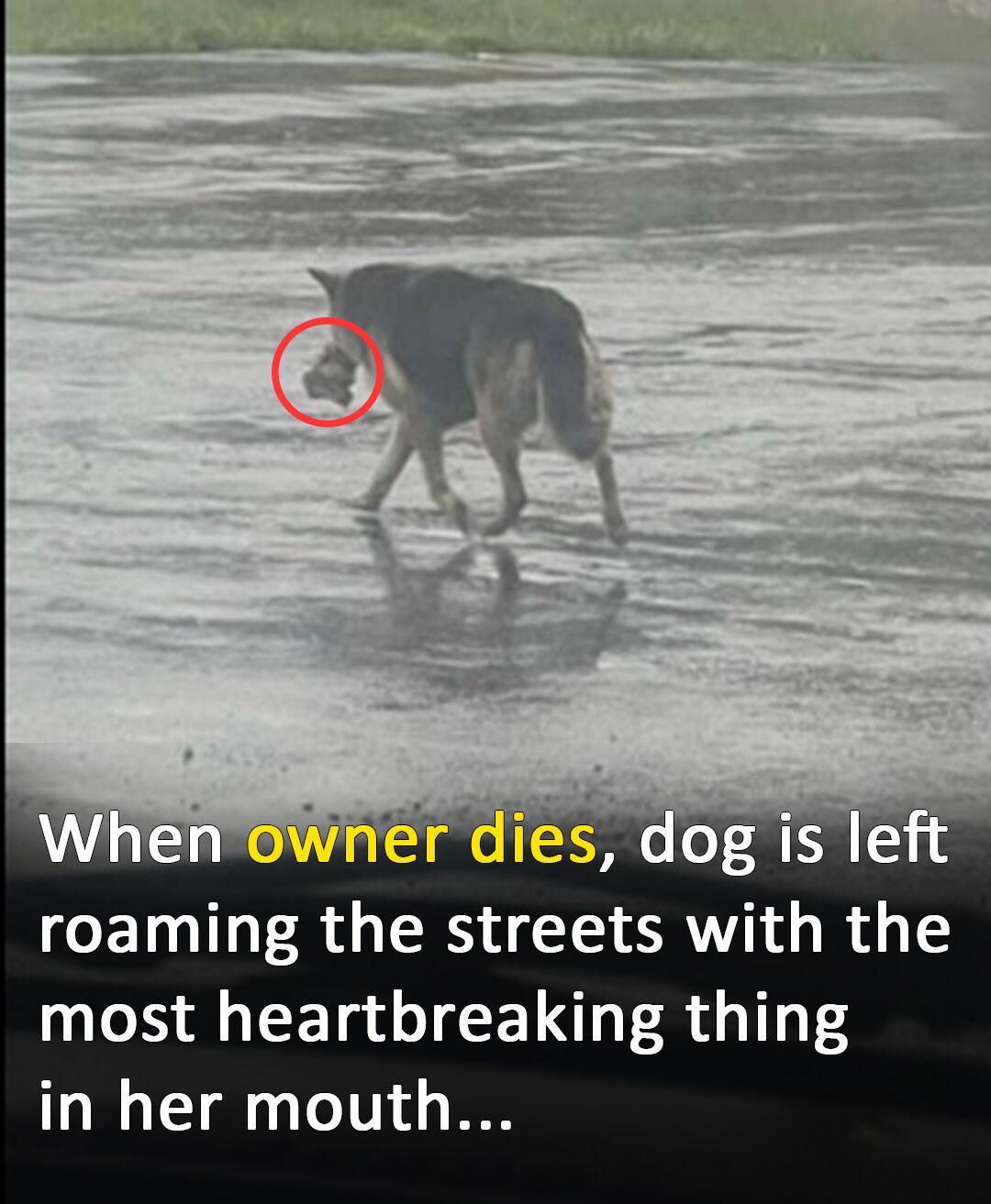 Her owner died and now she wanders the streets carrying her favorite stuffed animal