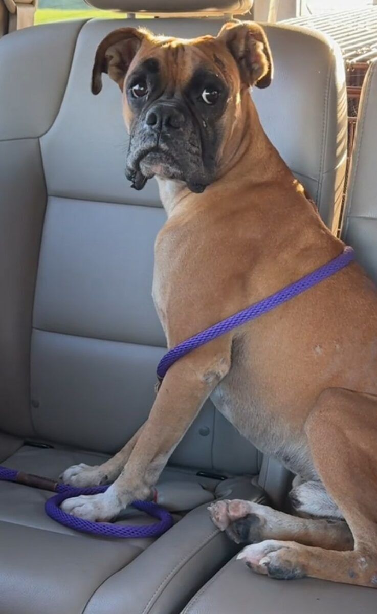 Watch This Texas Dog’s Heartwarming Reaction To Receiving His Very First Cuddles Ever