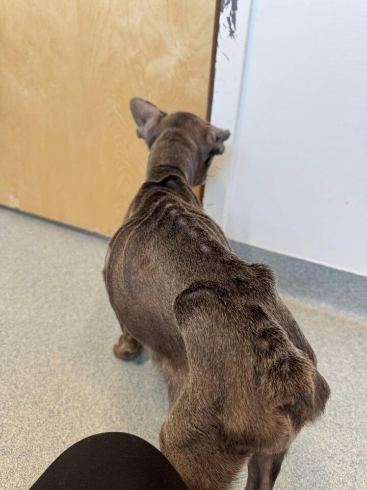 Frenchie Abandoned In Florida Park Faces Euthanasia As Shelter Has No Resources For His Treatment
