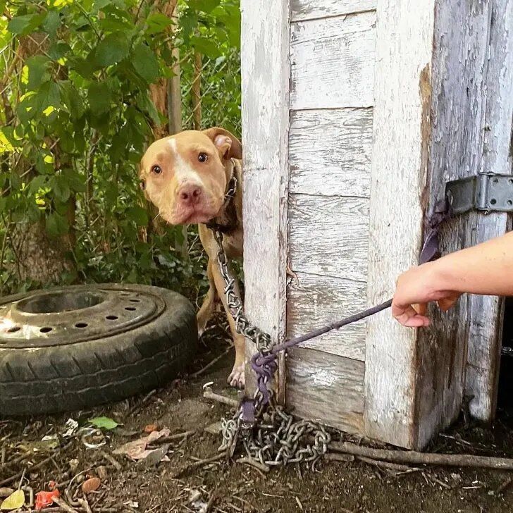 A Man Was Shocked To Discover An Abandoned Dog Chained Up To A Neighboring House