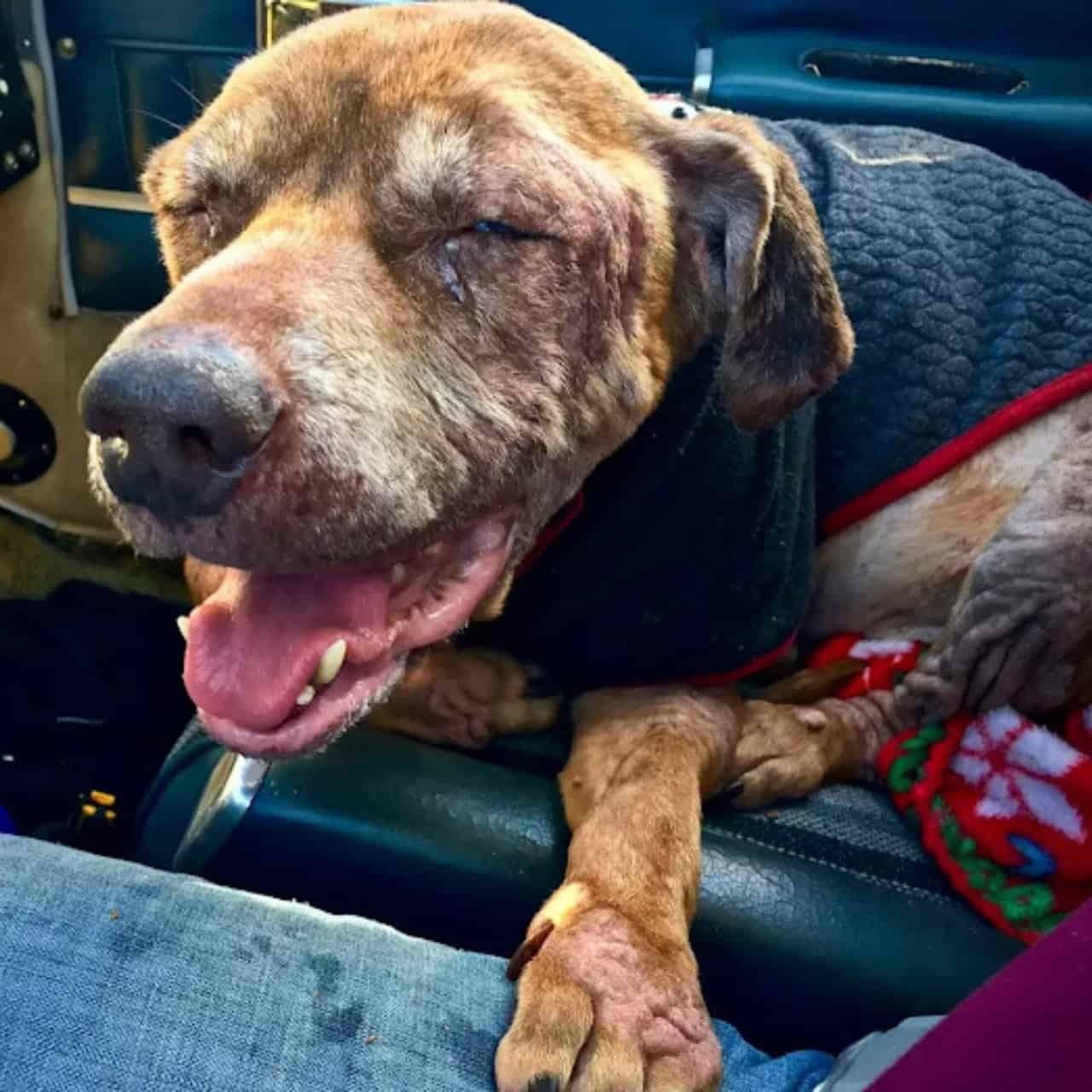 A Kind-Hearted Pilot Flies 450 Miles to Give a Shelter Dog Her Happiest Days