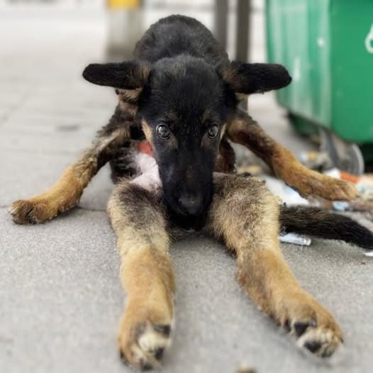 The Puppy’s Strange Posture Hid a Heartbreaking Truth—Now, Love is Changing Everything